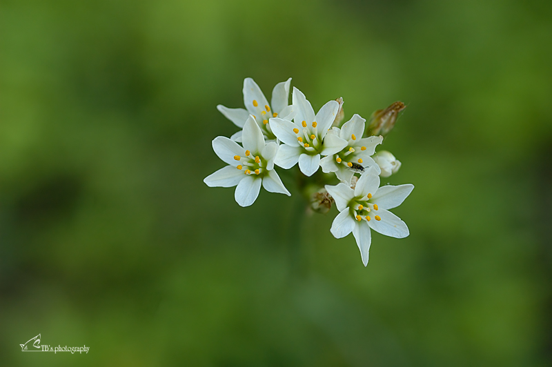 little flower - Nothoscordum sp